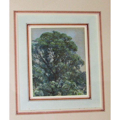 1729 - Gertrude Jekyll (British 1843 - 1932) ‘Top Of Elm Tree, South Kensington’, inscribed by artist and l... 