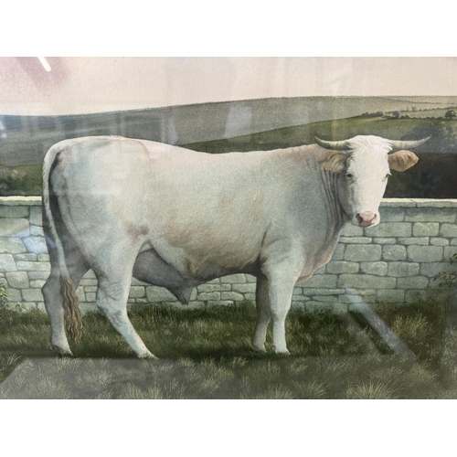 1585 - James Lynch (b.1956) - 'Charolais Bull' (1983), watercolour on paper, signed and dated lower right w... 