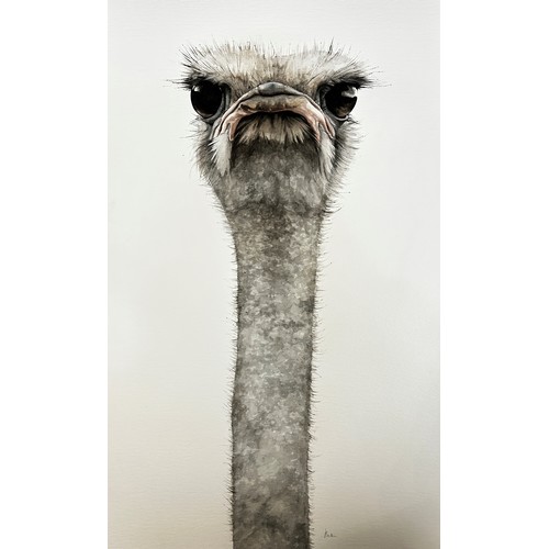 1660 - Dominique Salm (b.1972) 'Ostrich', watercolour on paper, signed in pencil below, 763 x 43 cm, unfram... 