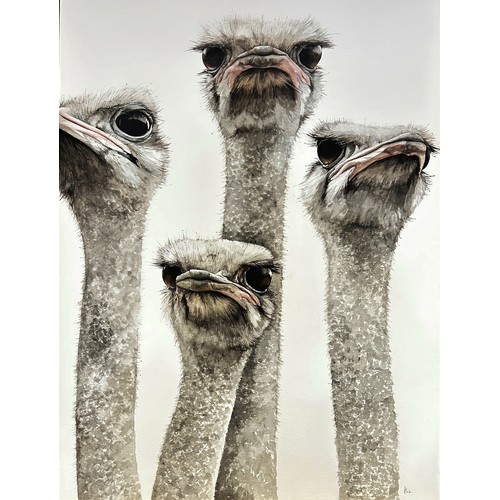 1662 - Dominique Salm (b.1972) 'Ostriches' (2), watercolour on paper, signed in pencil below, 76.5 x 56 cm,... 