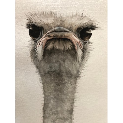 1660 - Dominique Salm (b.1972) 'Ostrich', watercolour on paper, signed in pencil below, 763 x 43 cm, unfram... 