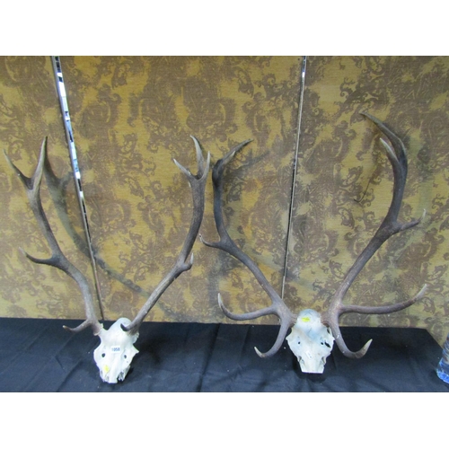 1058 - Two pairs of antlers, skill mounted
