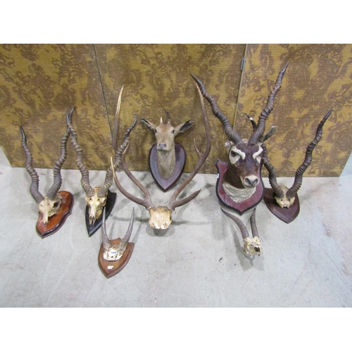 1086 - Taxidermy Interest - five pairs of Impala horns, head and skull mounted, stags antlers, etc