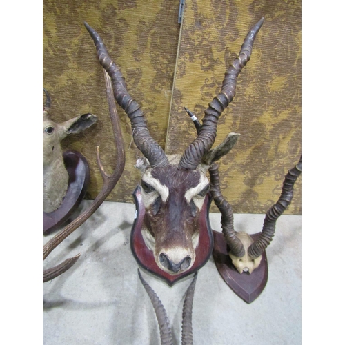 1086 - Taxidermy Interest - five pairs of Impala horns, head and skull mounted, stags antlers, etc