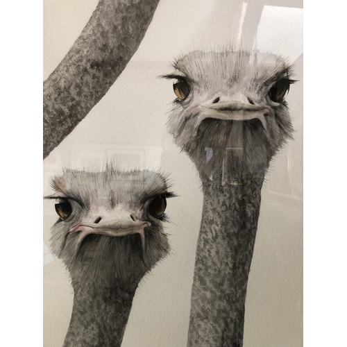 1658 - Dominique Salm (b.1972) 'Ostriches', watercolour on paper, signed in pencil below, mounting dimensio... 