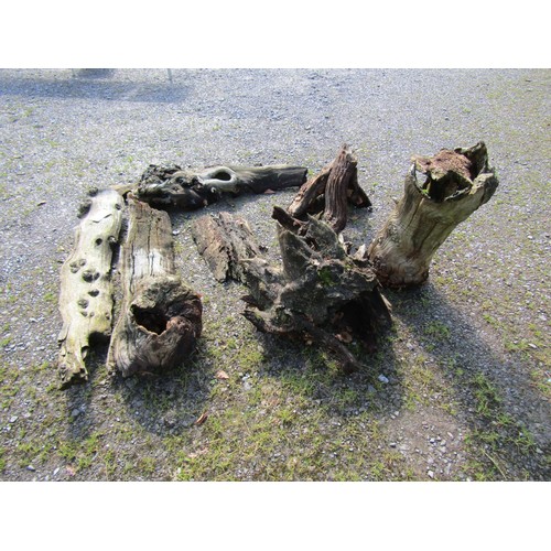 1043 - Eight pieces of weathered sculptural tree trunk