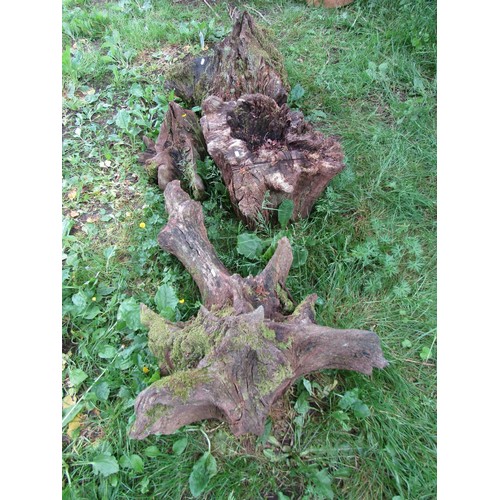 1097 - 4 weathered sculptural sections of tree stump (varying size), all approx 40 cm high, one 80 cm long