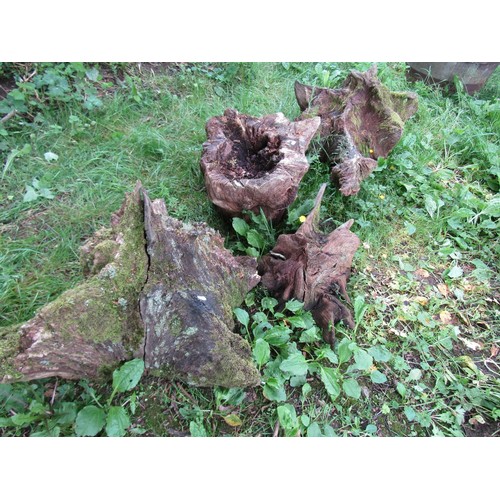 1097 - 4 weathered sculptural sections of tree stump (varying size), all approx 40 cm high, one 80 cm long