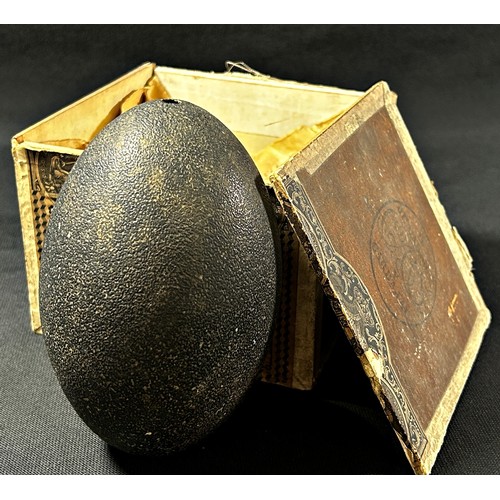 453 - An antique emu egg (blown) in an old wooden cigar box.