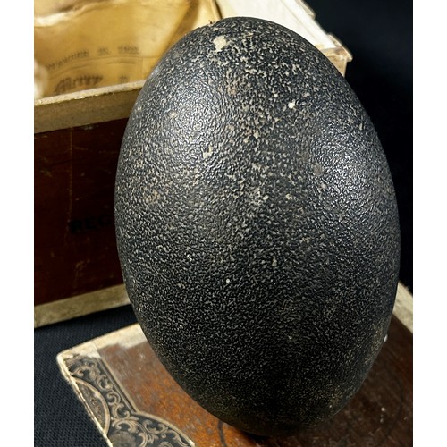 453 - An antique emu egg (blown) in an old wooden cigar box.