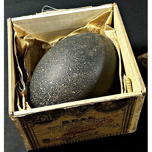 453 - An antique emu egg (blown) in an old wooden cigar box.