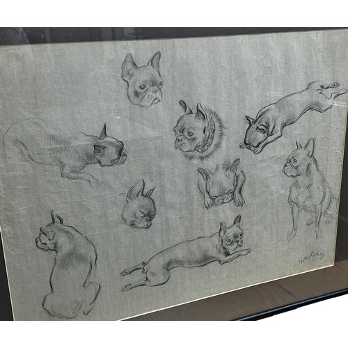 1809 - Molly Bishop (1911-1998) - Studies of French bulldogs, charcoal on paper, signed lower right, 46 x 6... 