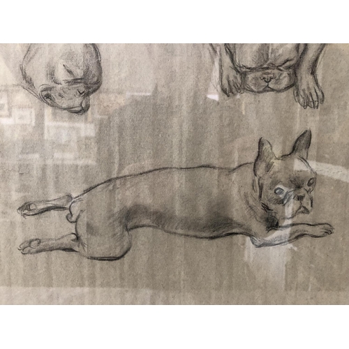 1809 - Molly Bishop (1911-1998) - Studies of French bulldogs, charcoal on paper, signed lower right, 46 x 6... 