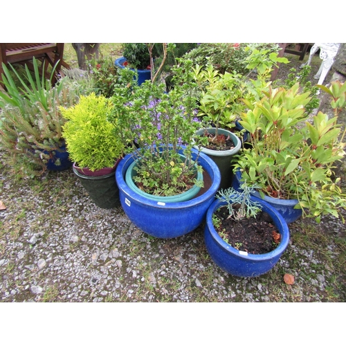 1050 - Seventeen small contemporary predominantly blue glazed  planters of varying size and design containi... 