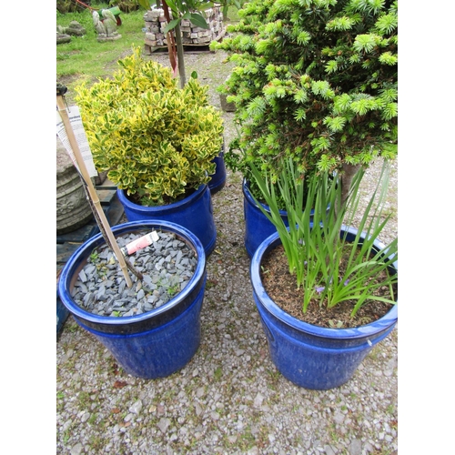 1068 - Six contemporary heritage garden pottery blue glazed planters of varying size and design, all contai... 