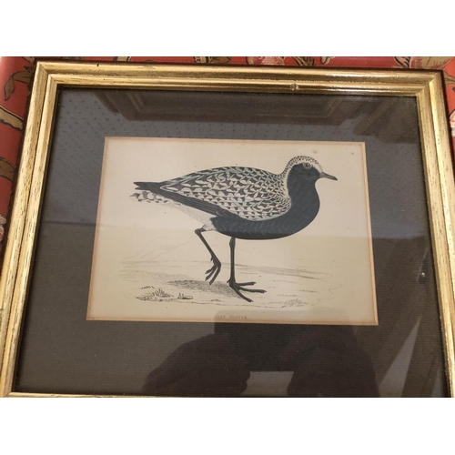 1854 - Four c.1880 hand-coloured prints of bird studies framed as a set in floral printed frames, frame dim... 