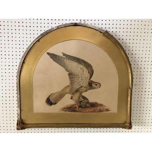 1863 - 19th Century British School - watercolour of a kestrel with prey, unsigned, 39 x 46 cm, within an ar... 