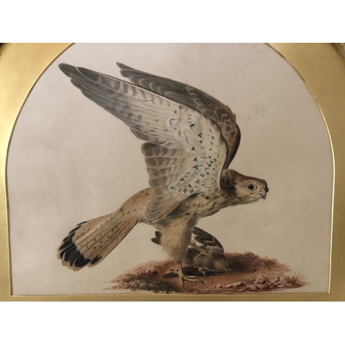 1863 - 19th Century British School - watercolour of a kestrel with prey, unsigned, 39 x 46 cm, within an ar... 