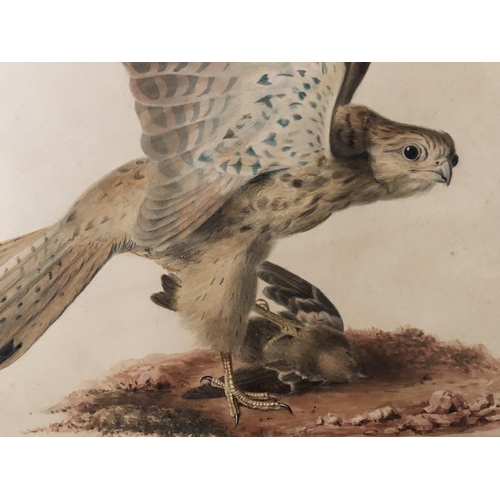 1863 - 19th Century British School - watercolour of a kestrel with prey, unsigned, 39 x 46 cm, within an ar... 