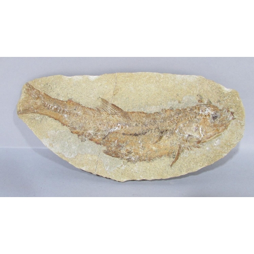 541 - Two cross sections of a single fossilised fish (Both sections are glued together)