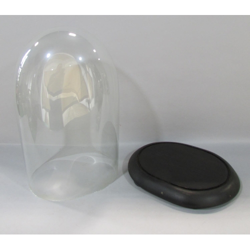 563 - A glass dome display case set into an oval wooden base, 37cm x 23cm.