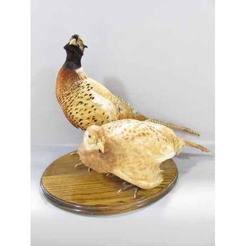 564 - Taxidermy: A male and female pheasant on an oval oak plinth bearing label ‘Natural Craft Taxidermy 2... 