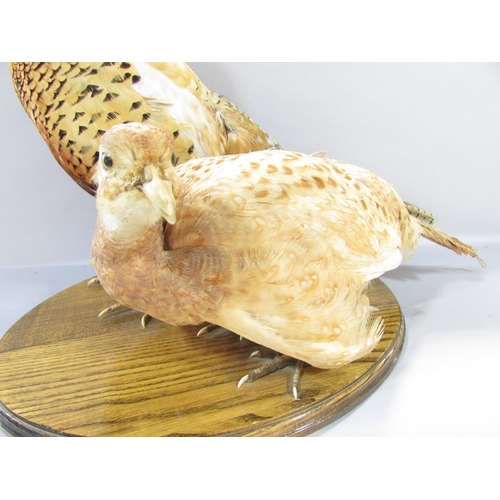 564 - Taxidermy: A male and female pheasant on an oval oak plinth bearing label ‘Natural Craft Taxidermy 2... 