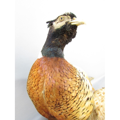 564 - Taxidermy: A male and female pheasant on an oval oak plinth bearing label ‘Natural Craft Taxidermy 2... 