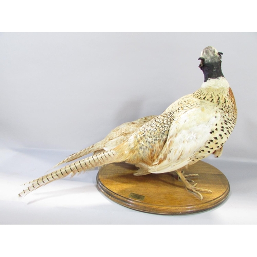 564 - Taxidermy: A male and female pheasant on an oval oak plinth bearing label ‘Natural Craft Taxidermy 2... 