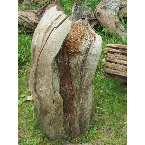 1058 - Eighteen weathered sculptural pieces/sections of tree trunk, branches, etc (varying size)