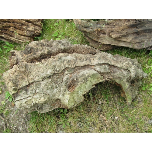 1058 - Eighteen weathered sculptural pieces/sections of tree trunk, branches, etc (varying size)