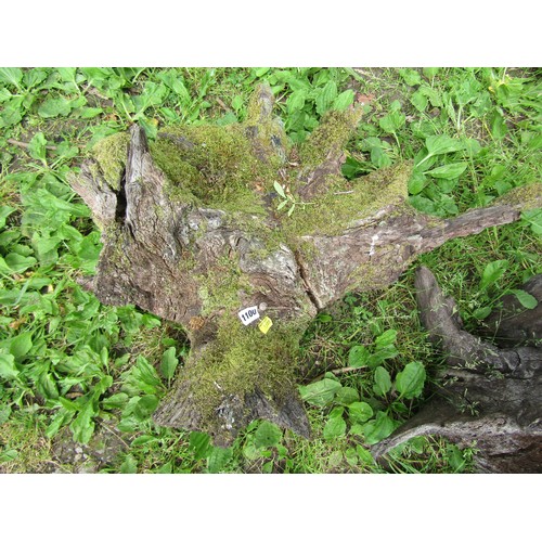 1100 - Three weathered moss-encrusted sculptural tree roots / stumps, the largest example approximately 60 ... 