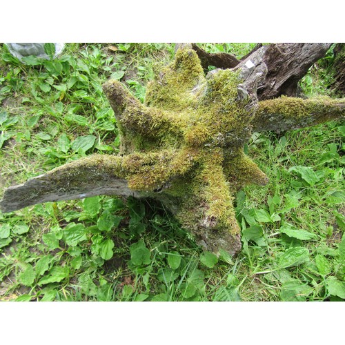 1100 - Three weathered moss-encrusted sculptural tree roots / stumps, the largest example approximately 60 ... 