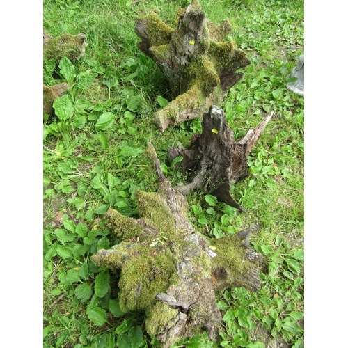 1100 - Three weathered moss-encrusted sculptural tree roots / stumps, the largest example approximately 60 ... 