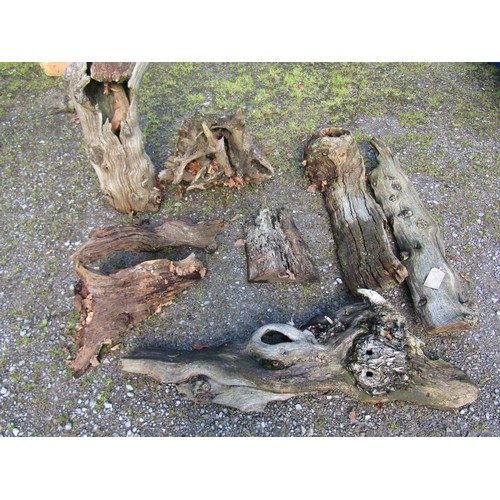 1170 - Eight pieces of weathered sculptural tree trunk