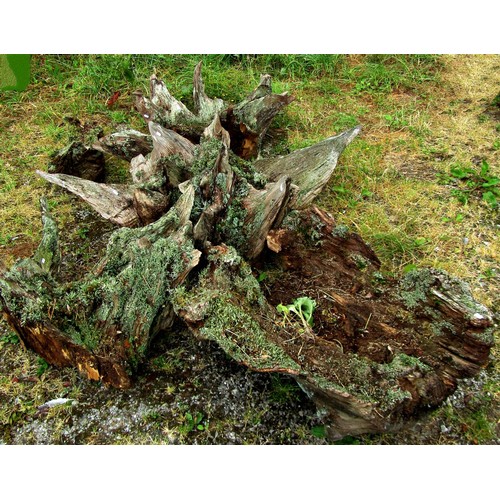 1165 - Five sculptural moss encrusted tree root sections/stumps, the largest example approx 1670 cm from ou... 