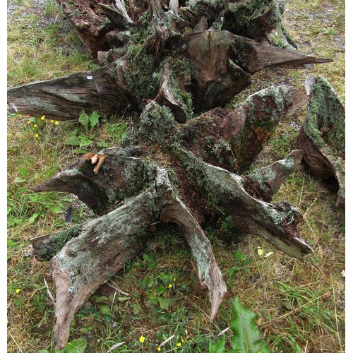 1165 - Five sculptural moss encrusted tree root sections/stumps, the largest example approx 1670 cm from ou... 