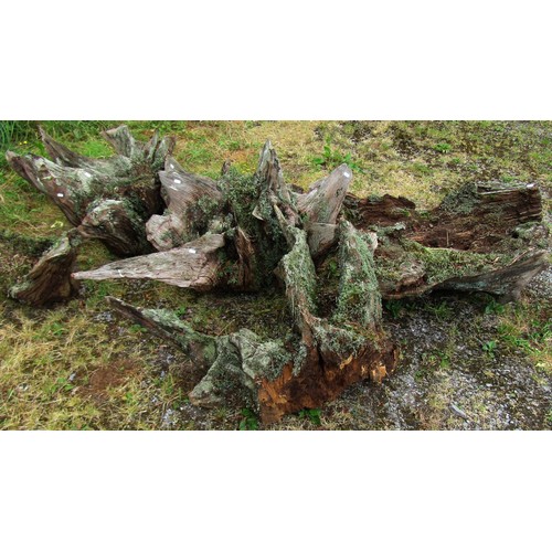 1165 - Five sculptural moss encrusted tree root sections/stumps, the largest example approx 1670 cm from ou... 