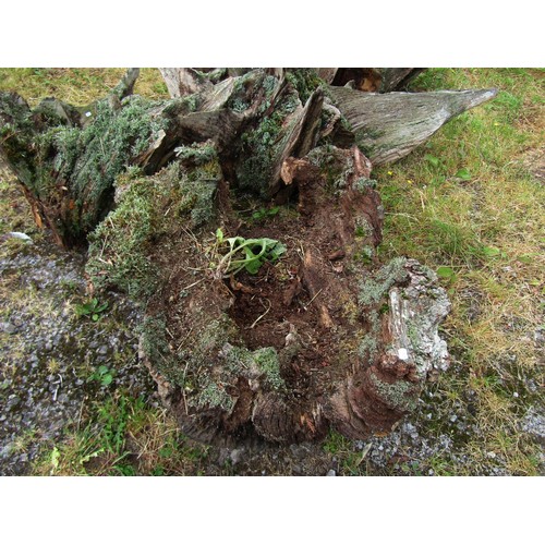 1165 - Five sculptural moss encrusted tree root sections/stumps, the largest example approx 1670 cm from ou... 