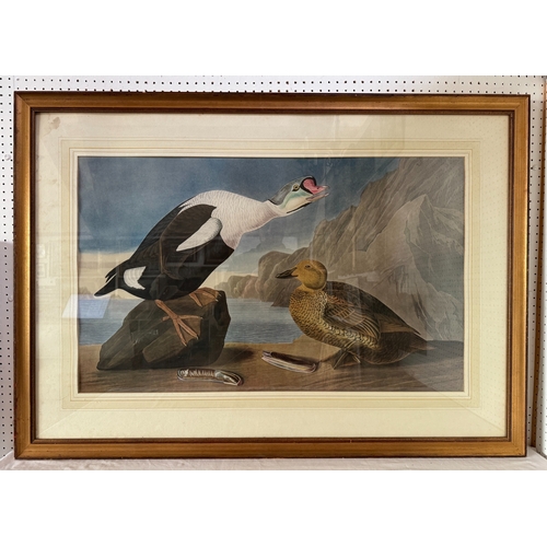 1966 - After John James Audubon - 'King Duck', an ornithological study, reproduction print in colours, 53 x... 