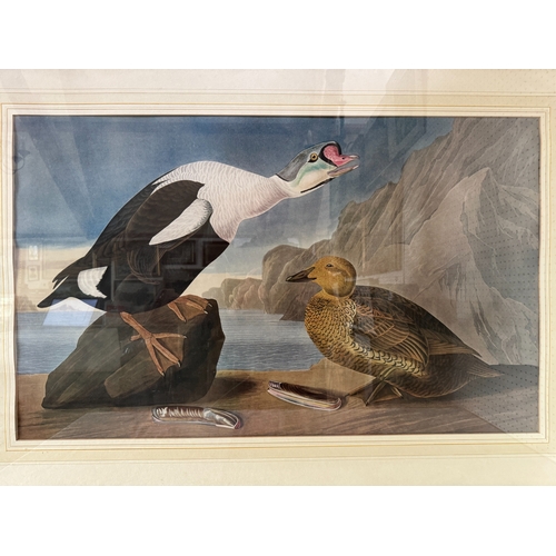 1966 - After John James Audubon - 'King Duck', an ornithological study, reproduction print in colours, 53 x... 