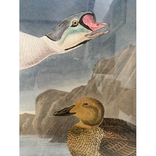 1966 - After John James Audubon - 'King Duck', an ornithological study, reproduction print in colours, 53 x... 