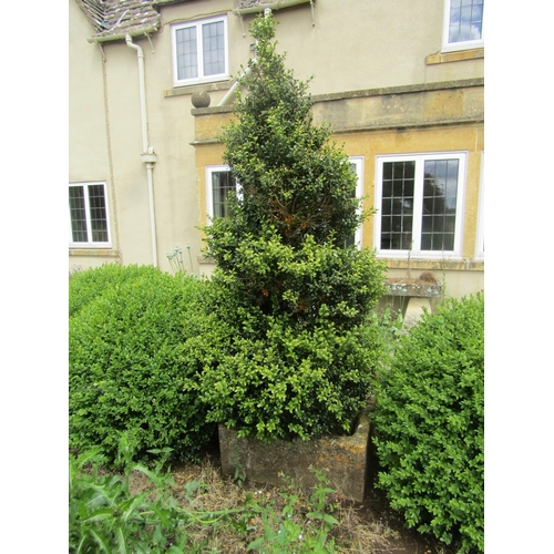 1079 - A large weathered natural stone planter of rounded squared form, with a well established box topiary... 