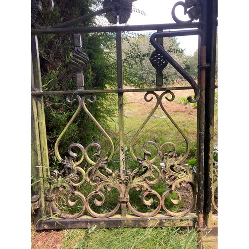 1096 - A pair of good quality contemporary garden gates, 184cm high, 148 wide. 

From the collection of a p... 