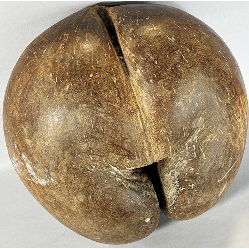 454 - An antique Coco de Mer shell / nut in natural condition (acquired by the current vendor before the y... 