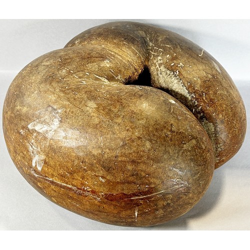 454 - An antique Coco de Mer shell / nut in natural condition (acquired by the current vendor before the y... 