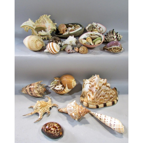 512 - A collection of exotic tropical seashells including Conch, Black Murex, Tonna Sulcos, Tiger Cowie, S... 