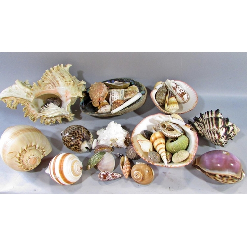 512 - A collection of exotic tropical seashells including Conch, Black Murex, Tonna Sulcos, Tiger Cowie, S... 