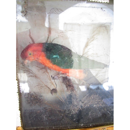 502 - Taxidermy: an Australian King Parrot perched on a naturalistic mossy stump and a Sebright Bantam set... 