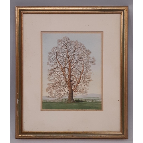 1613 - John Gooch - 'Sweet Chestnut (Abberley)' (1979), watercolour on paper, signed and dated below, inscr... 